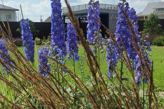 ШЕЛЕСТ СОЛНЦА