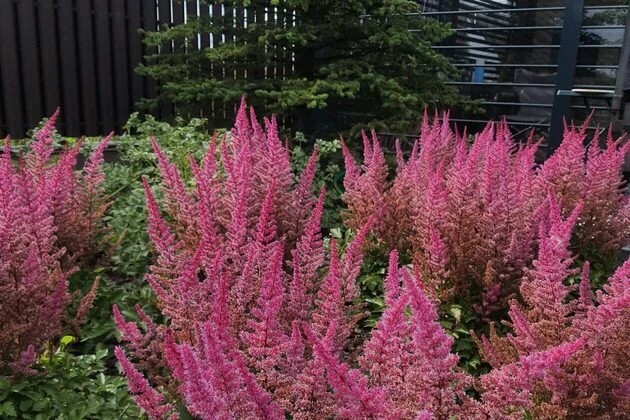 ШЕЛЕСТ СОЛНЦА