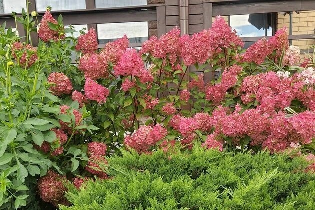 ШЕЛЕСТ СОЛНЦА