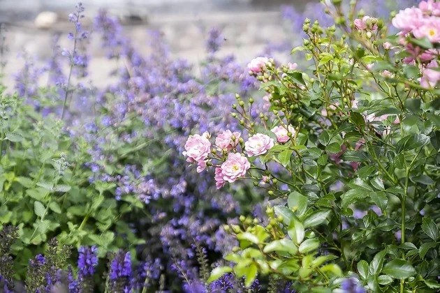 ВАЛЬС ЦВЕТОВ