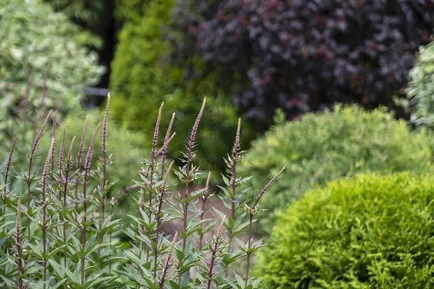 ВАЛЬС ЦВЕТОВ