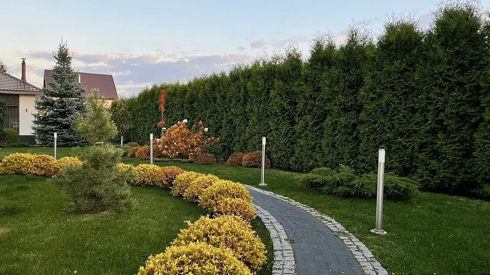 ВАЛЬС ЦВЕТОВ